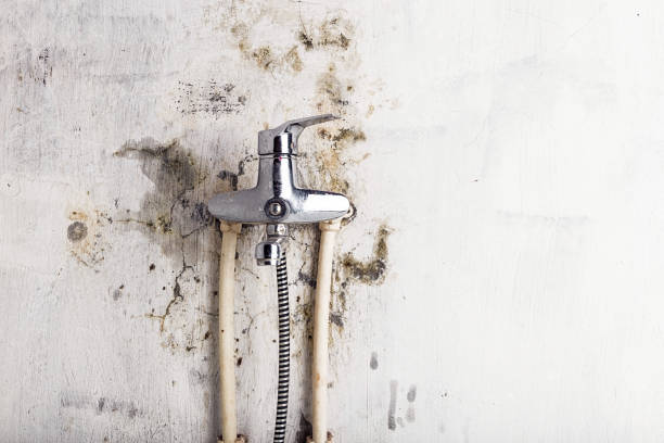 Best Mold Damage Repair  in Pen Argyl, PA