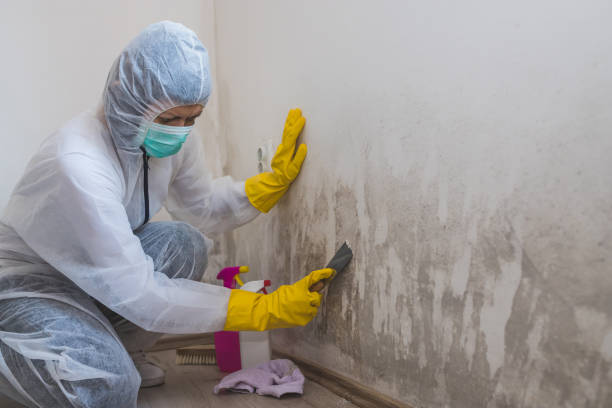 Professional Mold Removal in Pen Argyl, PA