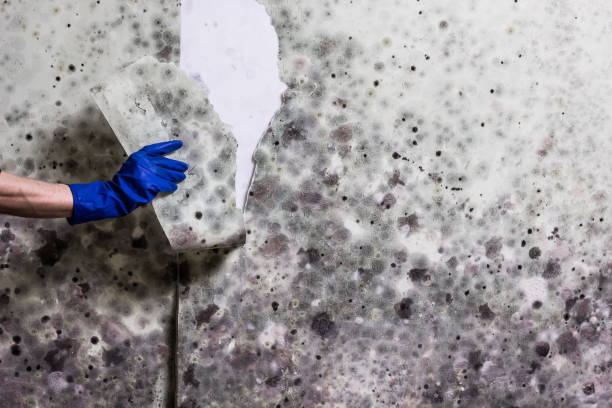 Best Mold Damage Repair  in Pen Argyl, PA