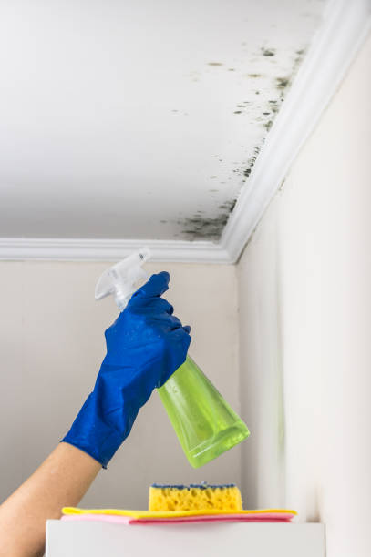 Best Attic Mold Removal  in Pen Argyl, PA